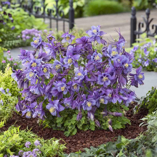 Aquilegia Earlybird Purple Blue - View 1 from www redcrocus com