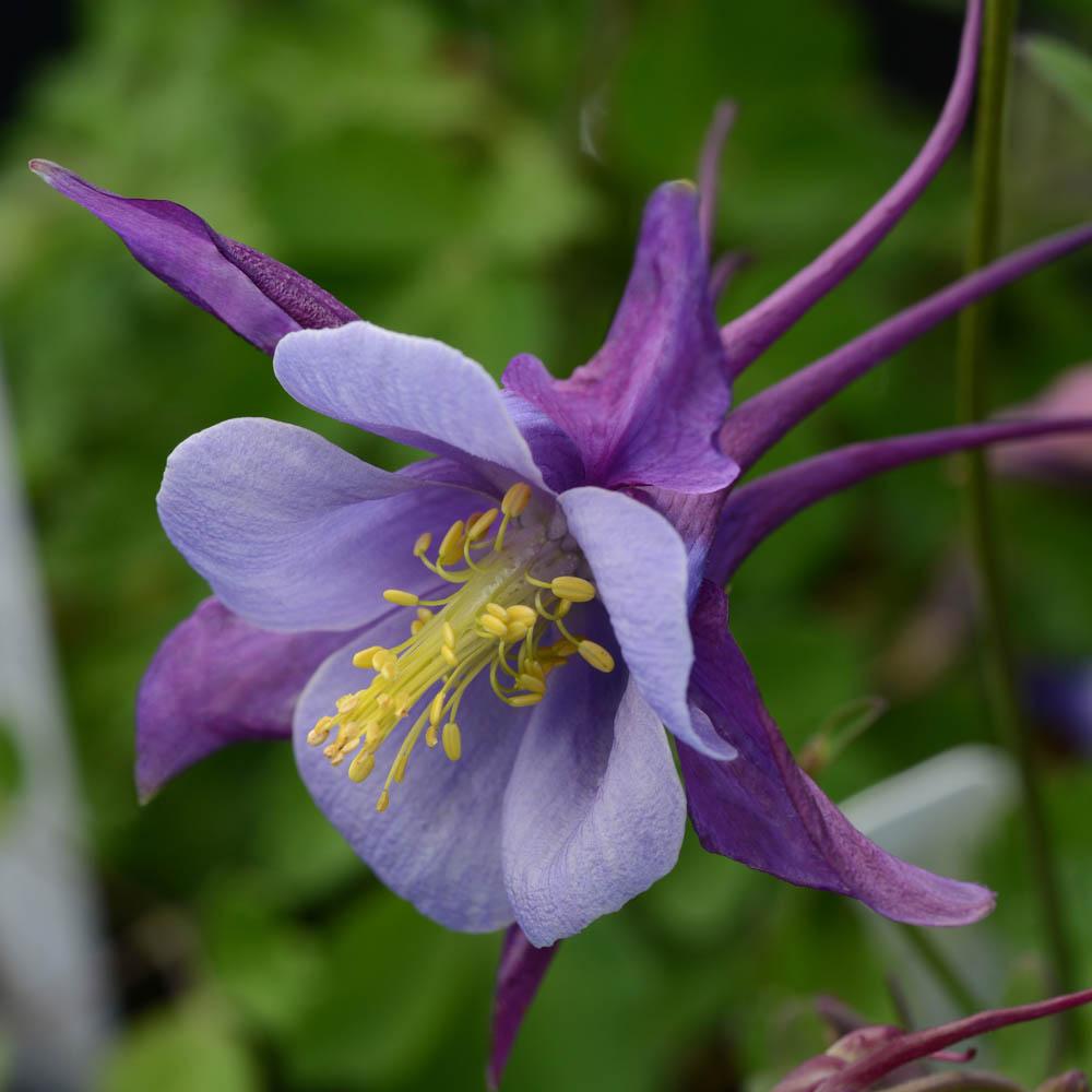 Aquilegia Earlybird Purple Blue - View 2 from www redcrocus com
