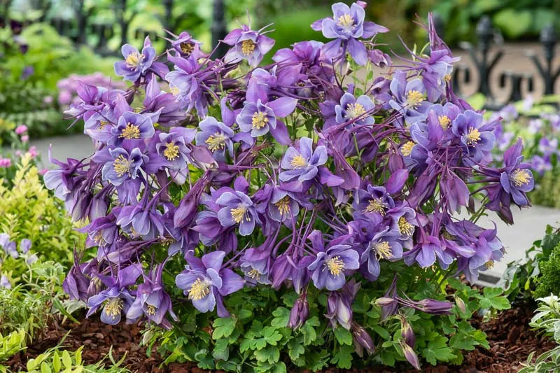 Aquilegia Earlybird Purple Blue - View 3 from www redcrocus com