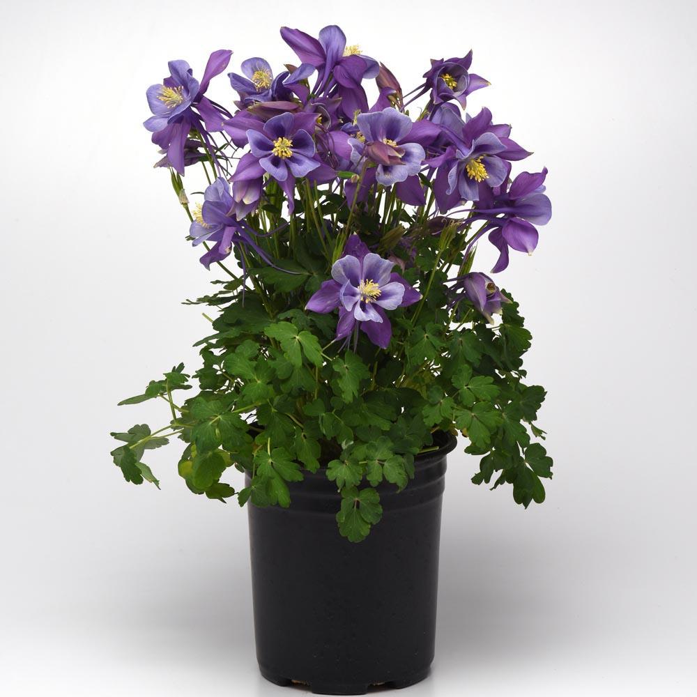 Aquilegia Earlybird Purple Blue - View 4 from www redcrocus com