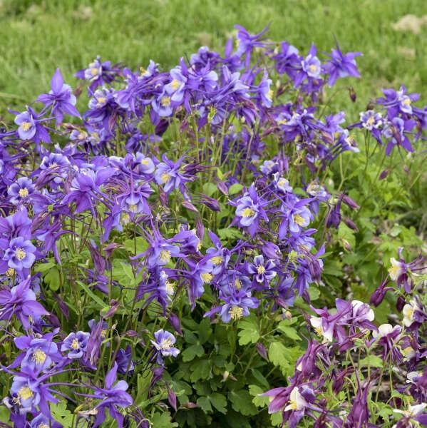 Aquilegia Earlybird Purple Blue - View 5 from www redcrocus com