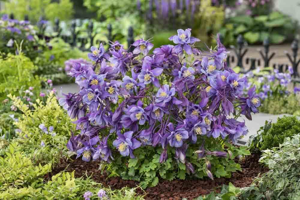 Aquilegia Earlybird Purple Blue - View 6 from www redcrocus com