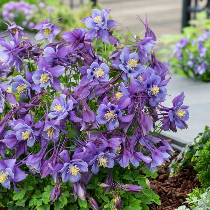 Aquilegia Earlybird Purple Blue - View 7 from www redcrocus com