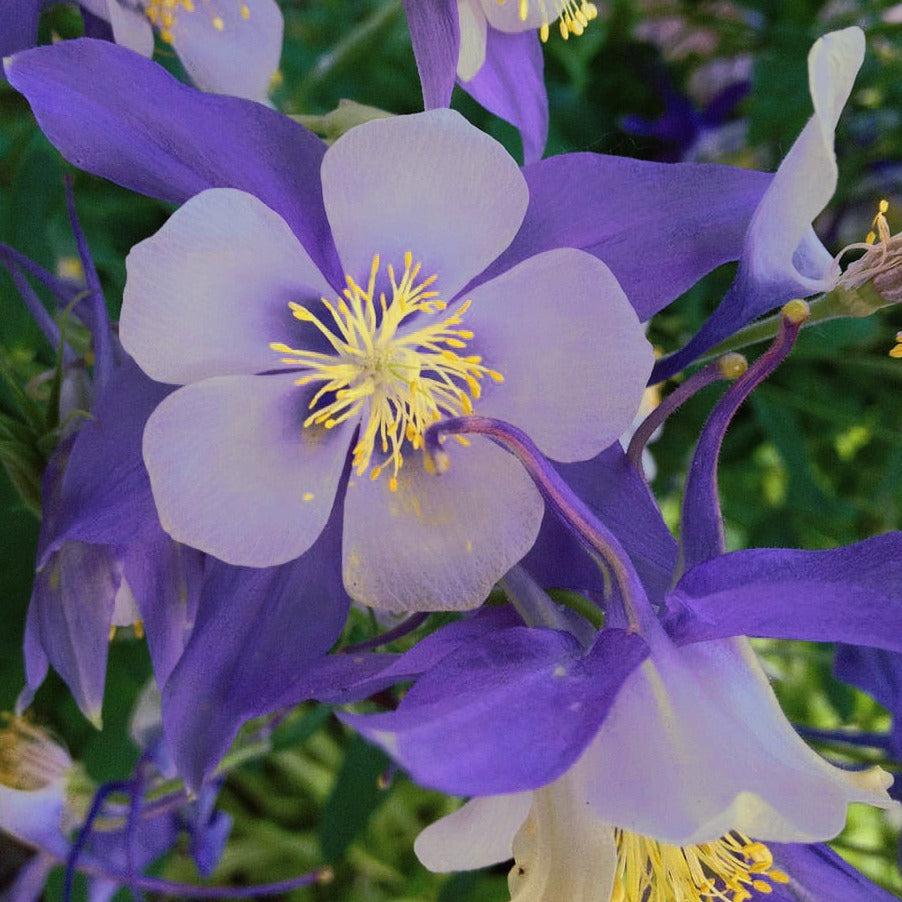Aquilegia Earlybird Purple Blue - View 8 from www redcrocus com