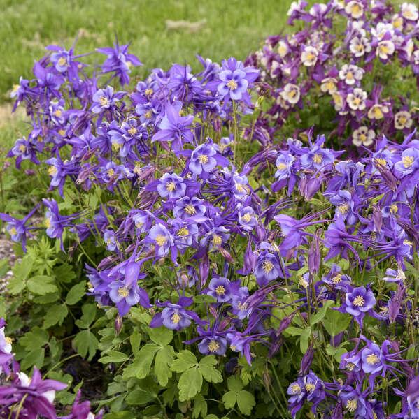 Aquilegia Earlybird Purple Blue - View 9 from www redcrocus com