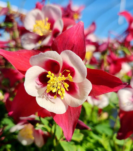 Aquilegia Earlybird Red And White - View 10 from www redcrocus com