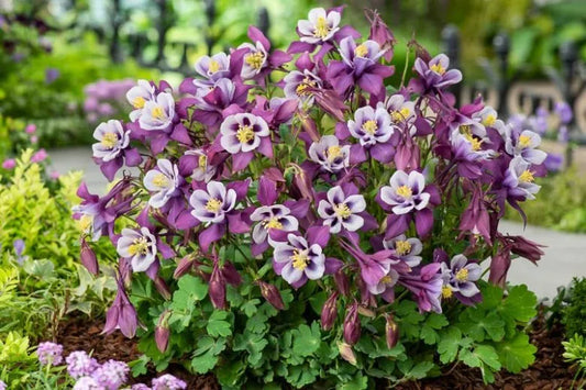 Aquilegia Earlybird Purple And White - View 10 from www redcrocus com