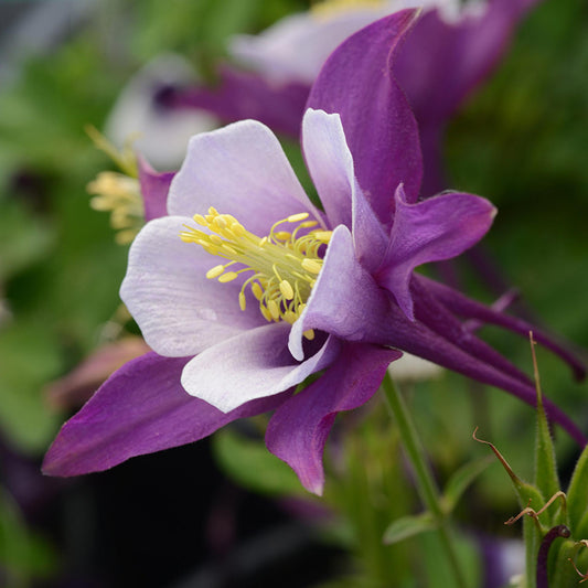 Aquilegia Earlybird Purple And White - View 1 from www redcrocus com