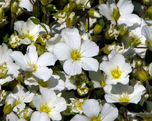 Arenaria Montana - View 10 from www redcrocus com