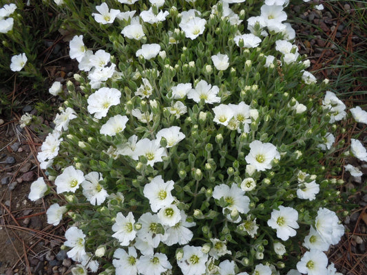 Arenaria Montana - View 1 from www redcrocus com