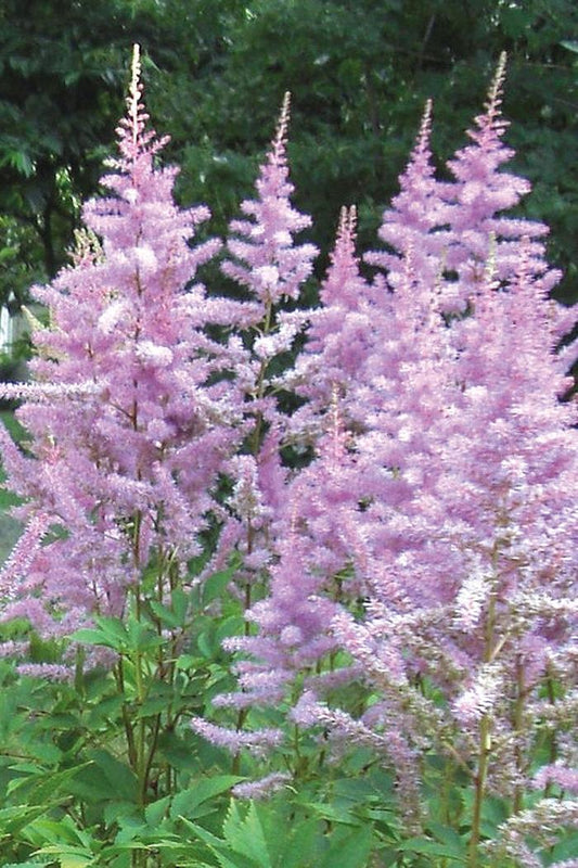 Astilbe X Arendsii Amethyst - View 10 from www redcrocus com