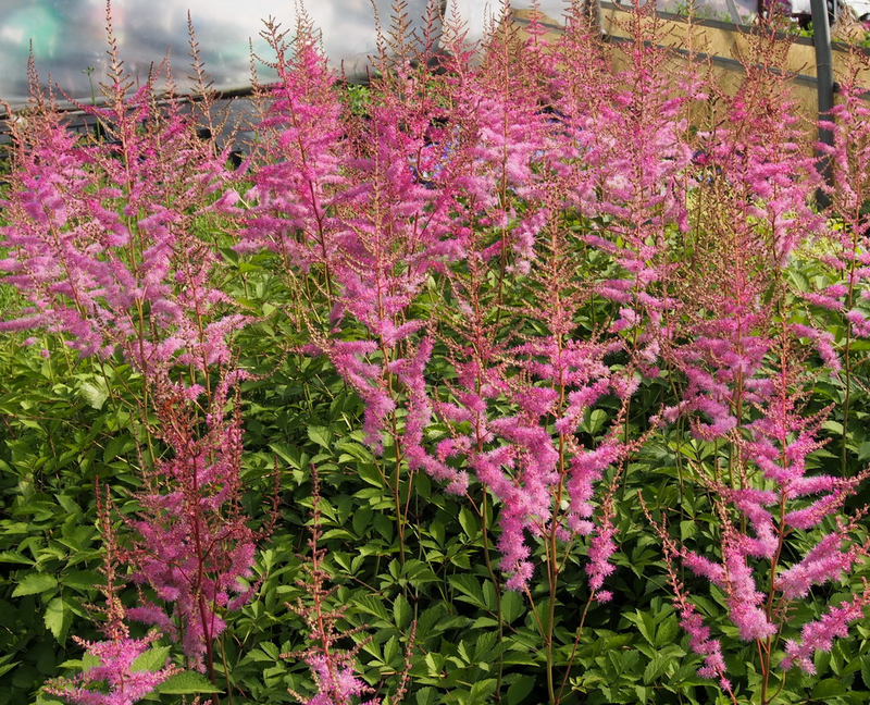 Astilbe X Arendsii Amethyst - View 5 from www redcrocus com