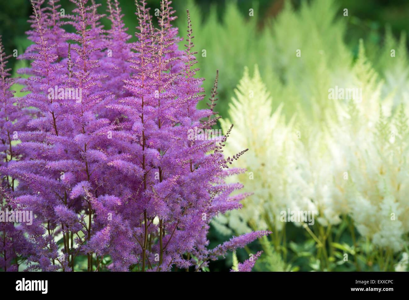 Astilbe X Arendsii Amethyst - View 8 from www redcrocus com