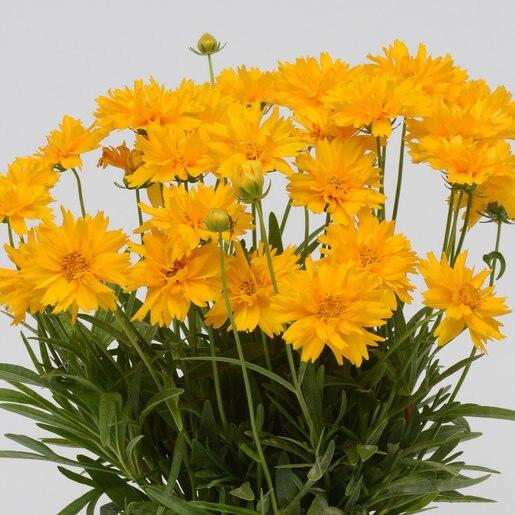Coreopsis Grandiflora Double The Sun - View 14 from www redcrocus com