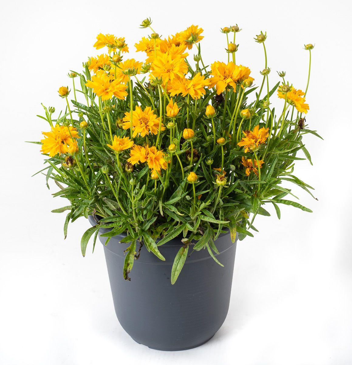 Coreopsis Grandiflora Double The Sun - View 15 from www redcrocus com