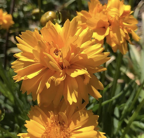 Coreopsis Grandiflora Double The Sun - View 18 from www redcrocus com