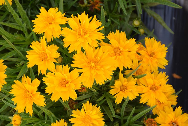 Coreopsis Grandiflora Double The Sun - View 5 from www redcrocus com