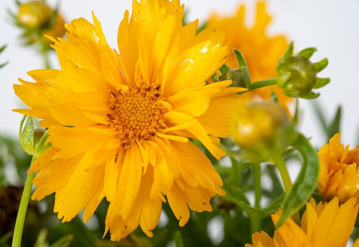 Coreopsis Grandiflora Double The Sun - View 6 from www redcrocus com