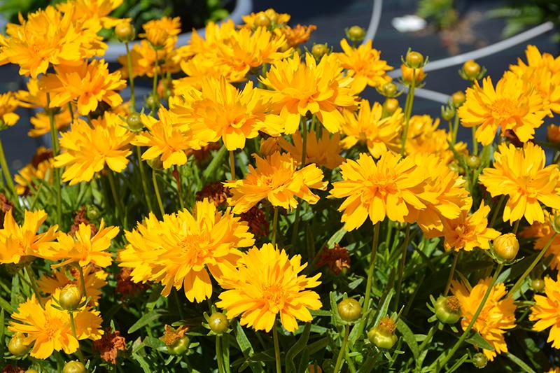 Coreopsis Grandiflora Double The Sun - View 8 from www redcrocus com