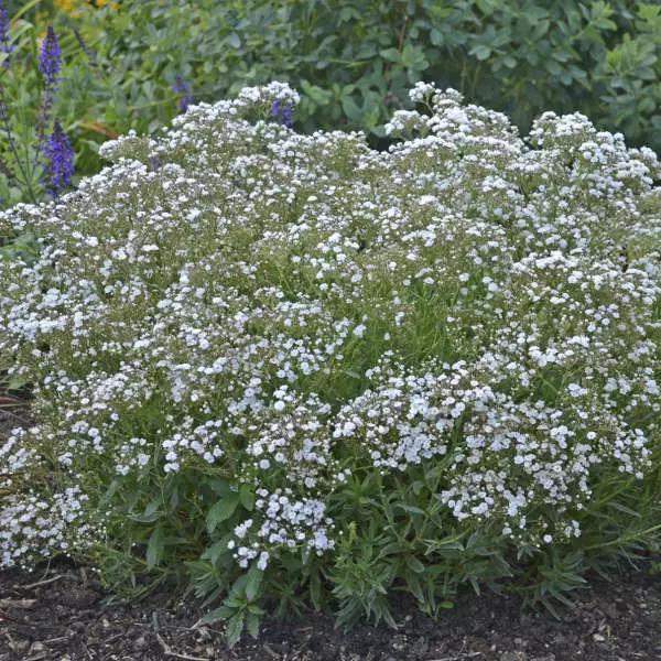 Gypsophila Paniculata Festival White - View 10 from www redcrocus com