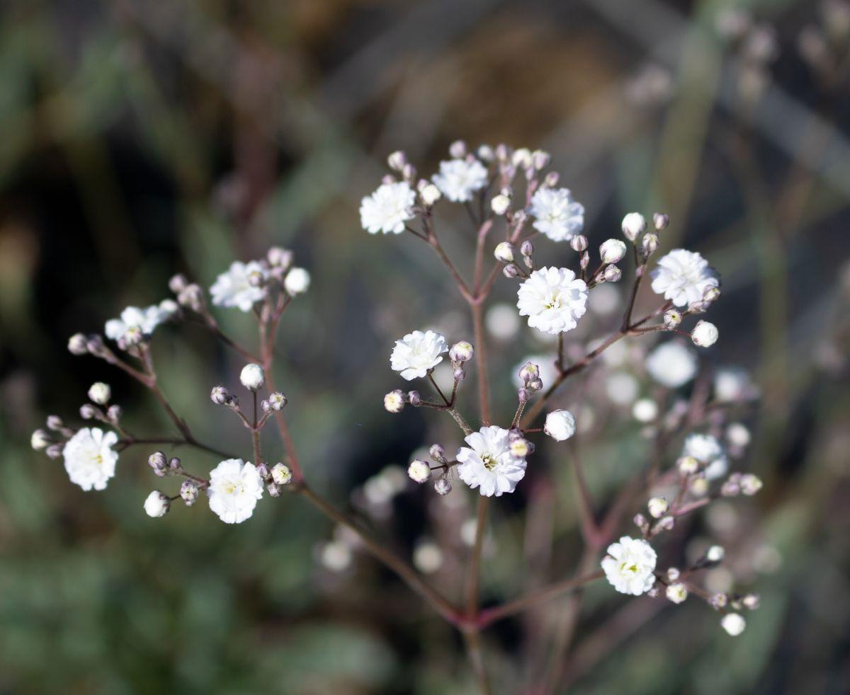 Gypsophila Paniculata Festival White - View 11 from www redcrocus com