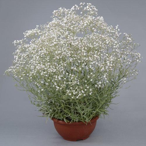 Gypsophila Paniculata Festival White - View 12 from www redcrocus com