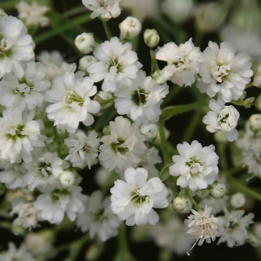 Gypsophila Paniculata Festival White - View 13 from www redcrocus com