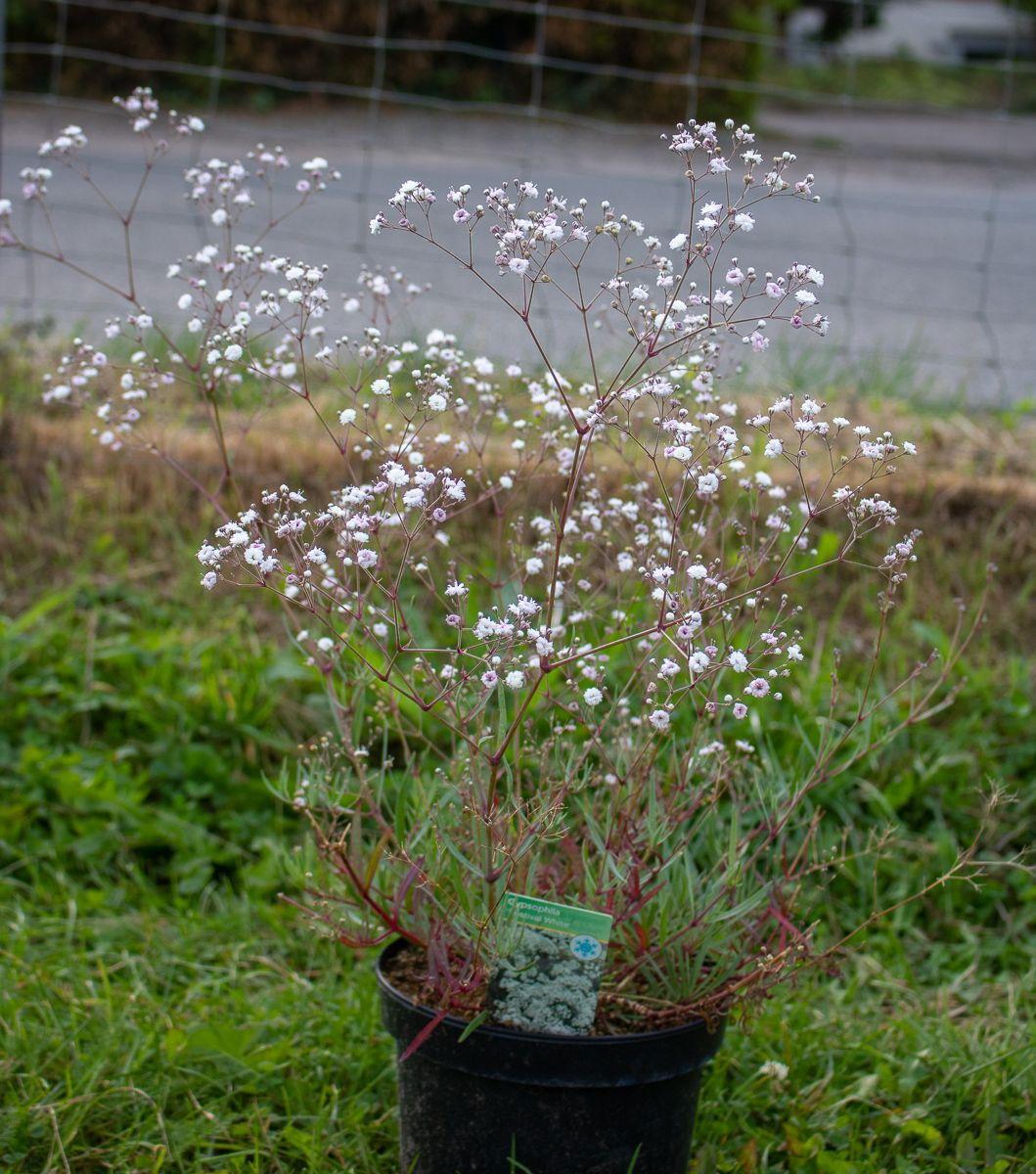 Gypsophila Paniculata Festival White - View 17 from www redcrocus com