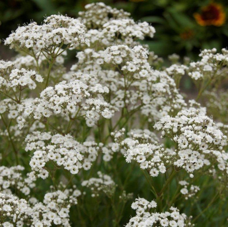 Gypsophila Paniculata Festival White - View 18 from www redcrocus com