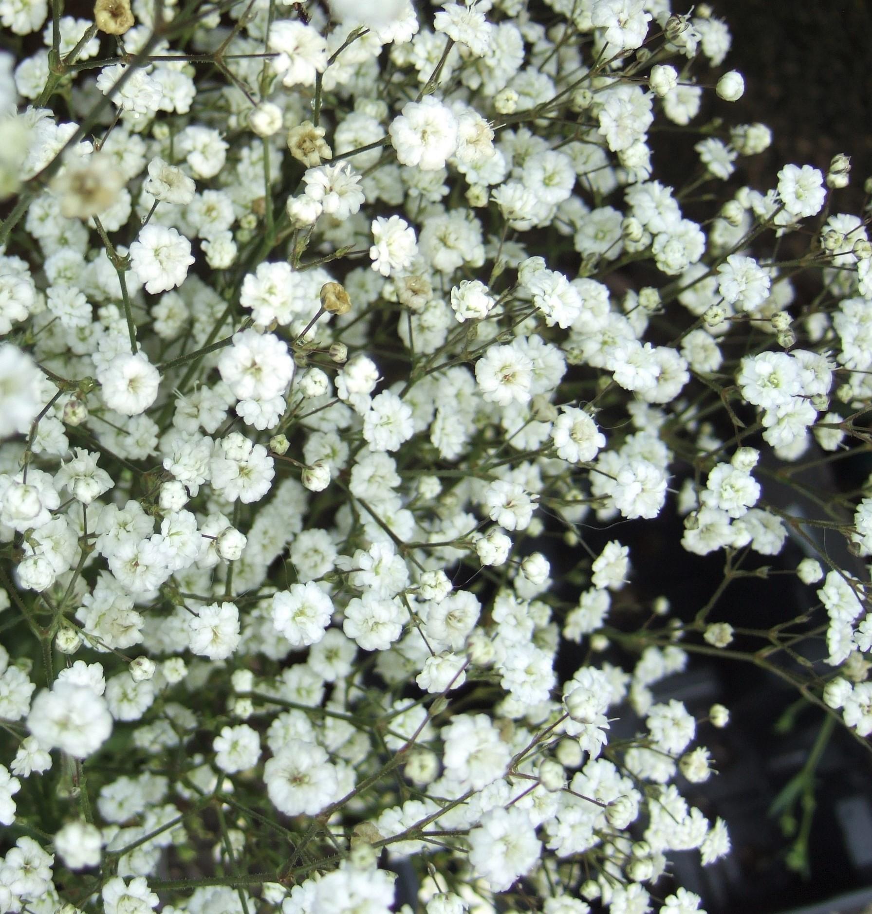 Gypsophila Paniculata Festival White - View 1 from www redcrocus com