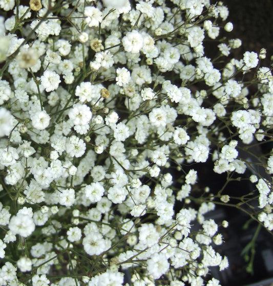 Gypsophila Paniculata Festival White - View 1 from www redcrocus com
