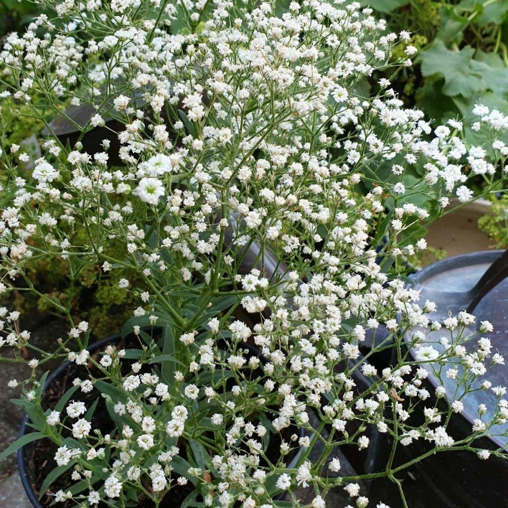 Gypsophila Paniculata Festival White - View 2 from www redcrocus com