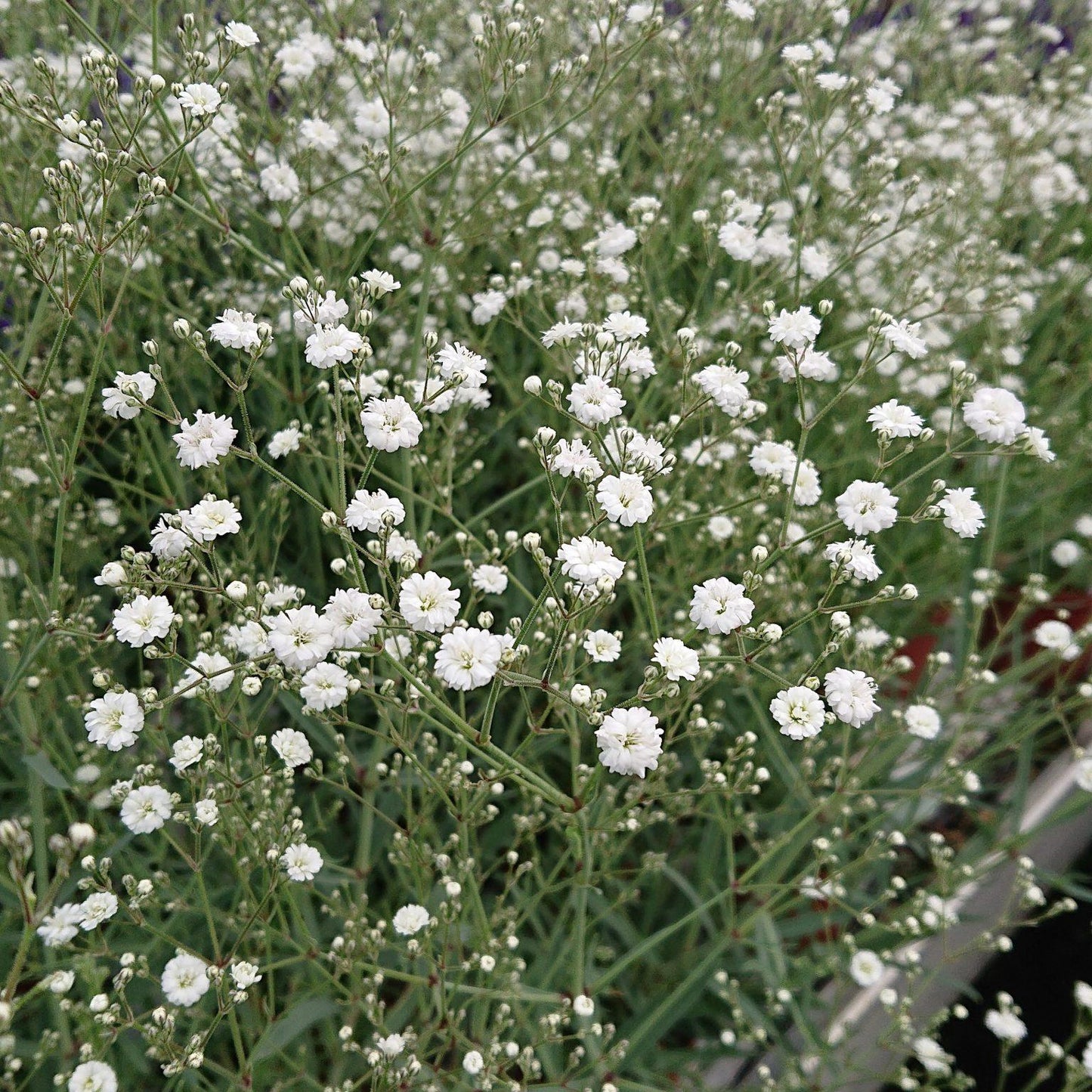 Gypsophila Paniculata Festival White - View 3 from www redcrocus com