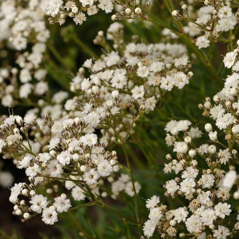 Gypsophila Paniculata Festival White - View 4 from www redcrocus com