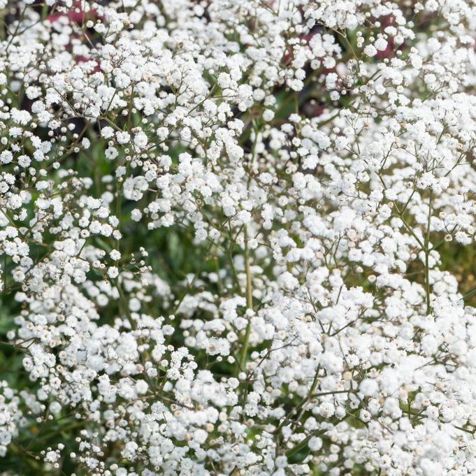 Gypsophila Paniculata Festival White - View 7 from www redcrocus com