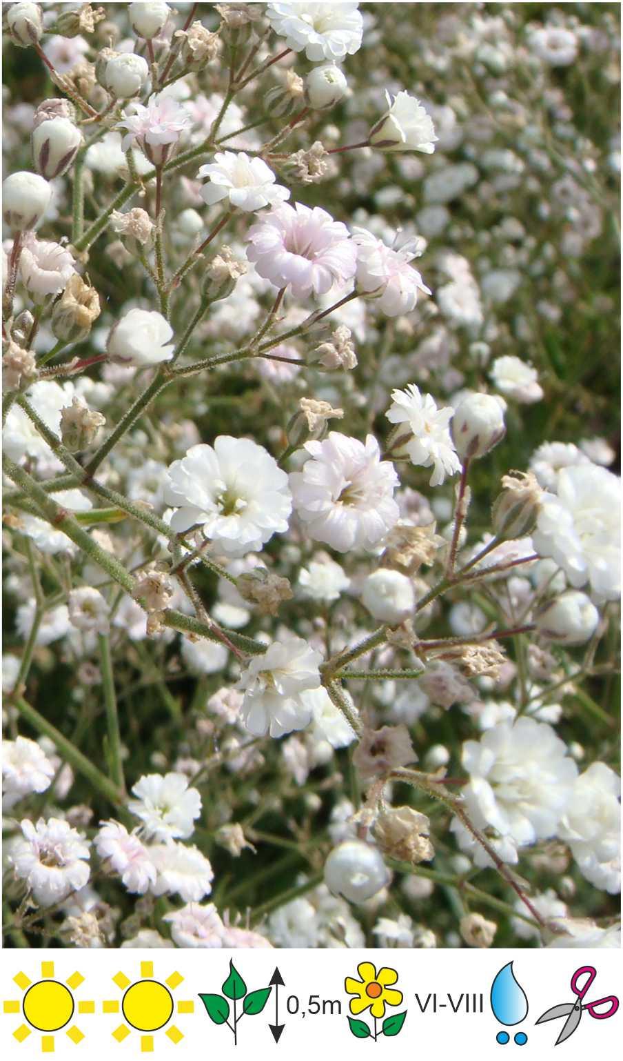 Gypsophila Paniculata Festival White - View 8 from www redcrocus com