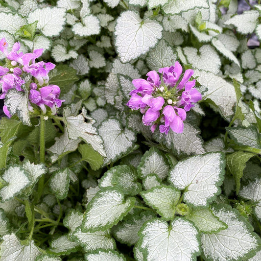 Lamium Maculatum Orchid Frost - View 10 from www redcrocus com