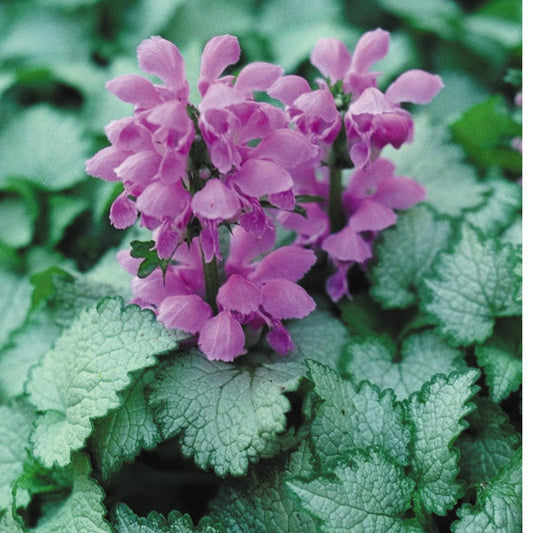 Lamium Maculatum Orchid Frost - View 1 from www redcrocus com