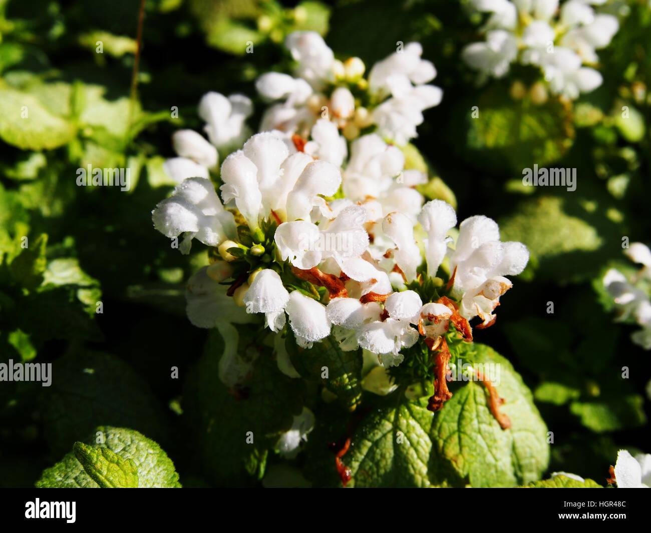 Lamium Maculatum White Nancy - View 9 from www redcrocus com