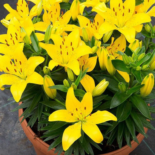 Lilium Asiaticum Golden Matrix - View 12 from www redcrocus com