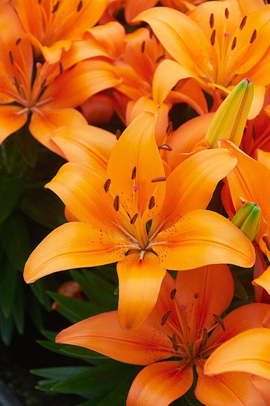 Lilium Asiaticum Orange Matrix - View 10 from www redcrocus com