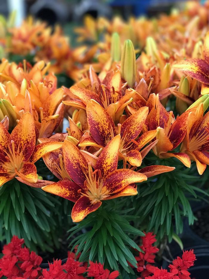 Lilium Asiaticum Orange Matrix - View 11 from www redcrocus com