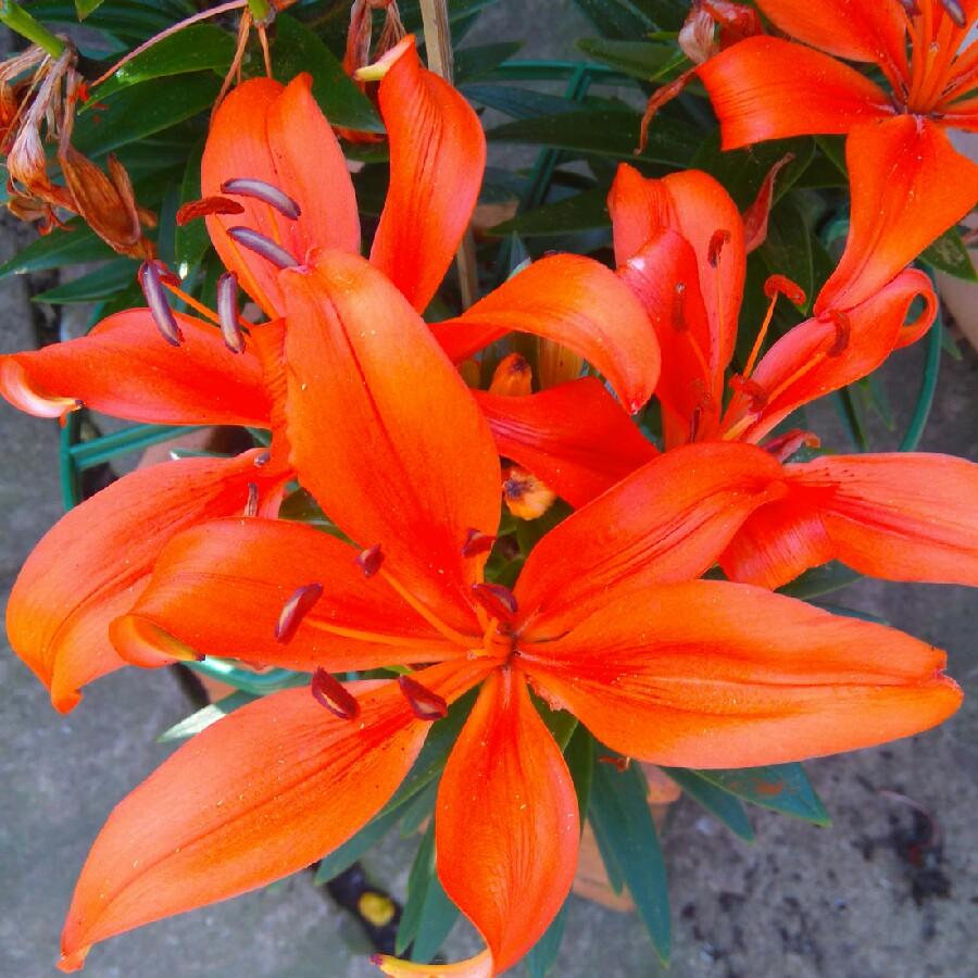 Lilium Asiaticum Orange Matrix - View 12 from www redcrocus com