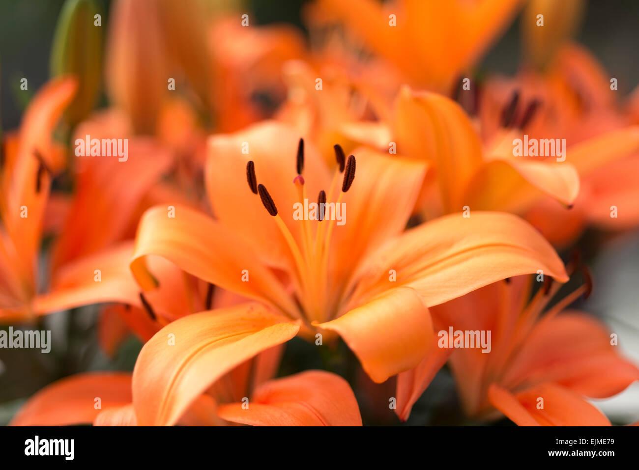 Lilium Asiaticum Orange Matrix - View 15 from www redcrocus com
