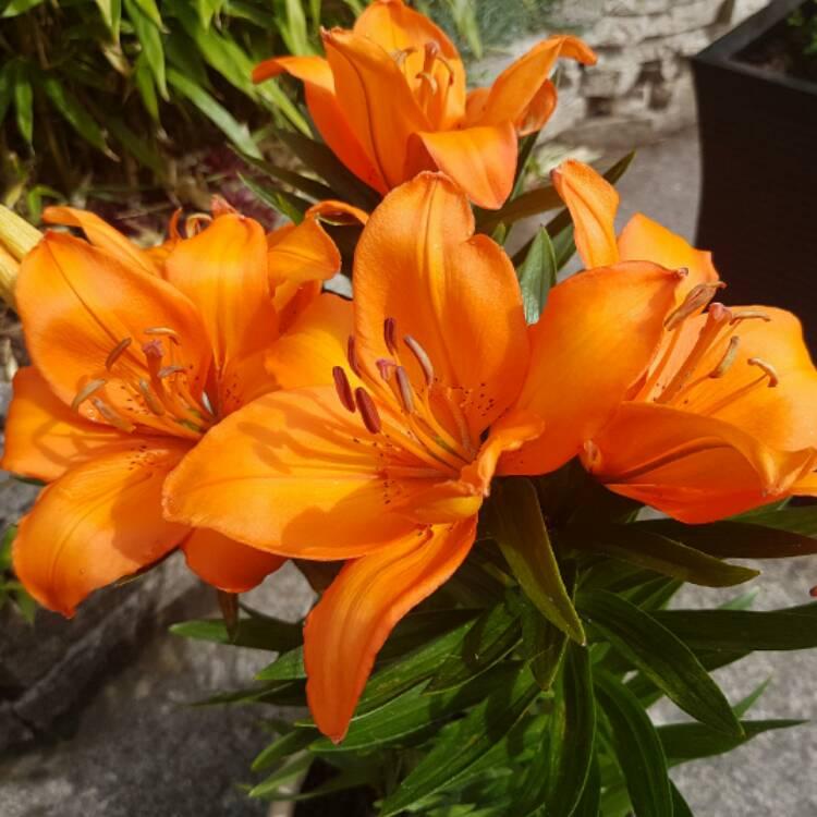 Lilium Asiaticum Orange Matrix - View 19 from www redcrocus com