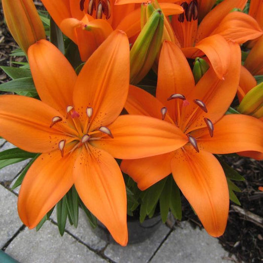 Lilium Asiaticum Orange Matrix - View 1 from www redcrocus com