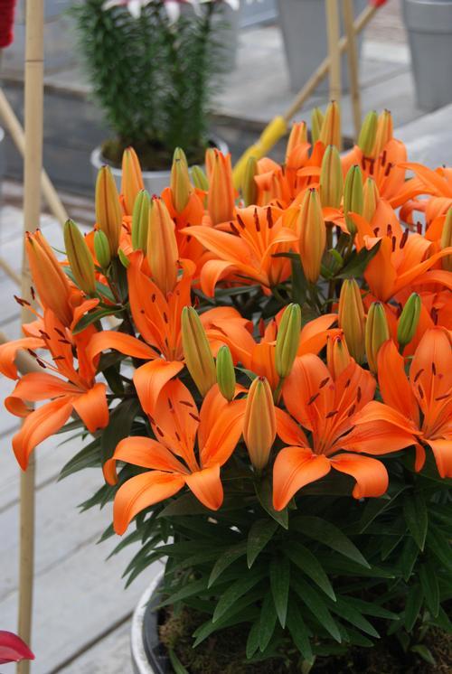 Lilium Asiaticum Orange Matrix - View 2 from www redcrocus com