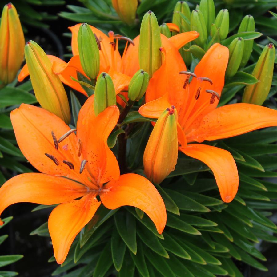 Lilium Asiaticum Orange Matrix - View 3 from www redcrocus com