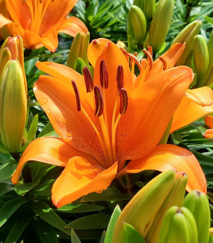 Lilium Asiaticum Orange Matrix - View 4 from www redcrocus com