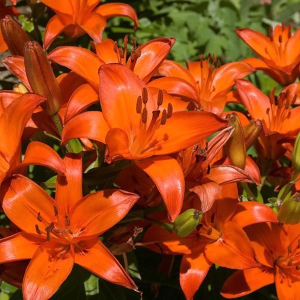 Lilium Asiaticum Orange Matrix - View 6 from www redcrocus com
